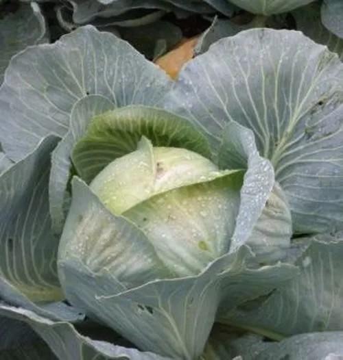 Seminte de varza alba Rijk Zwaan Ancoma F1