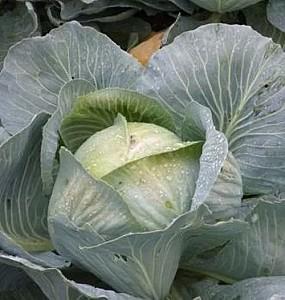 Seminte de varza alba Rijk Zwaan Ancoma F1