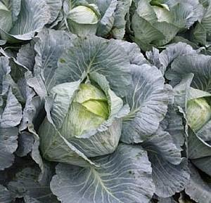 Seminte de varza alba Rijk Zwaan Septima F1