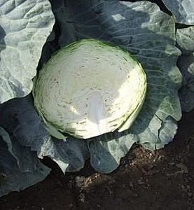 Seminte de varza alba Rijk Zwaan Septima F1