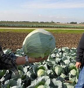 Seminte de varza alba Rijk Zwaan Septima F1