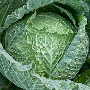 Seminte de varza creata Rijk Zwaan Morama F1