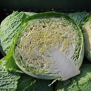 Seminte de varza creata Rijk Zwaan Morama F1