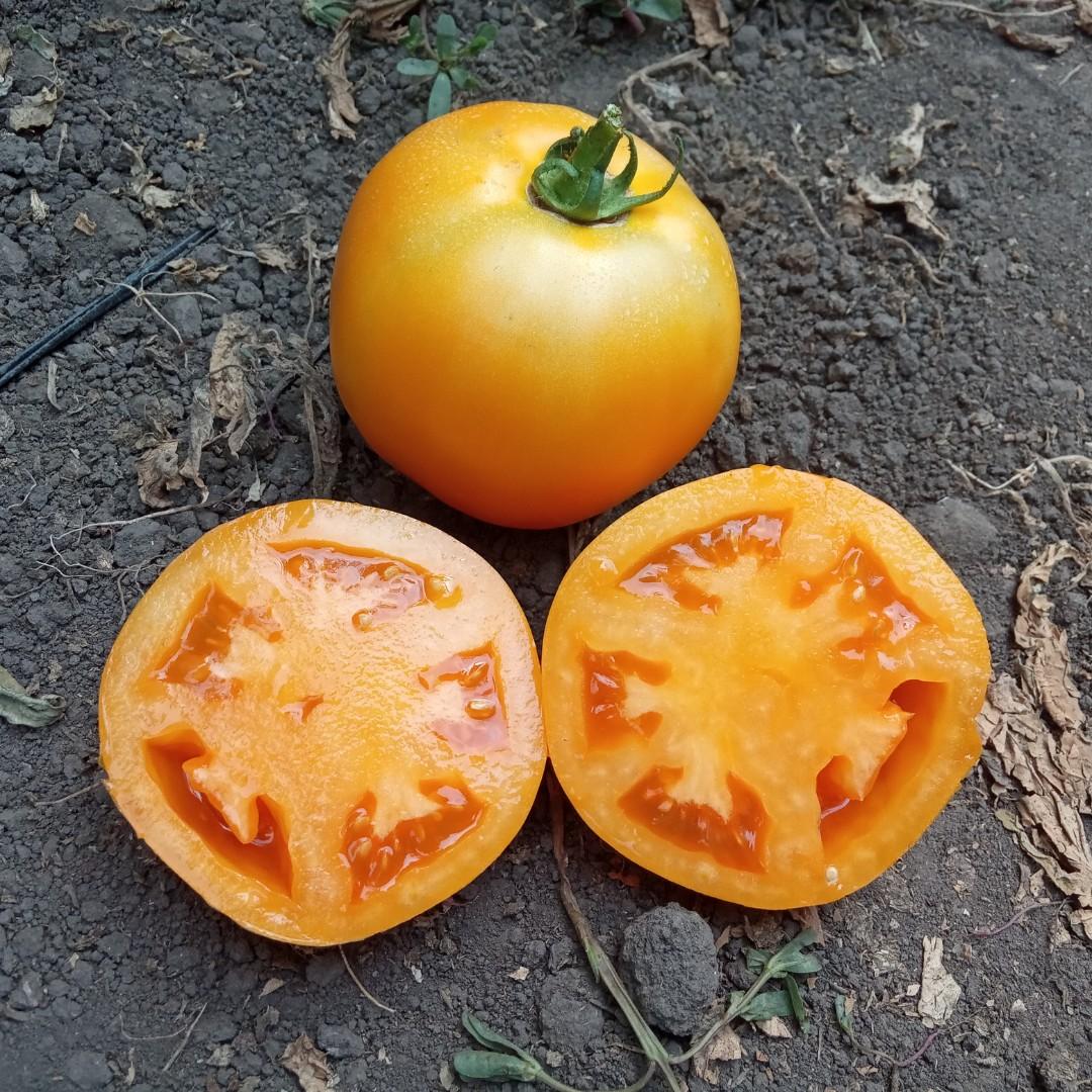 Seminte de rosii BHN Seed Buda F1