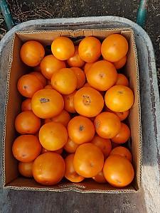 Seminte de rosii BHN Seed Buda F1