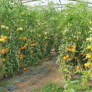 Seminte de rosii BHN Seed Buda F1