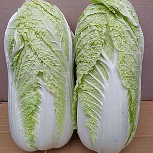 Seminte de varza chinezeasca Kitano Seeds Tensai F1