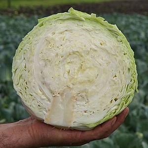 Seminte de varza alba Clause Bravo F1