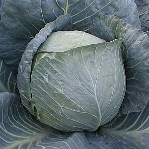 Seminte de varza alba Clause Bravo F1