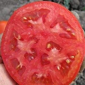 Seminte de rosii Clause Supernova F1