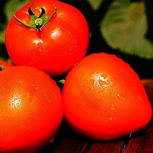 Seminte de rosii Clause Supernova F1