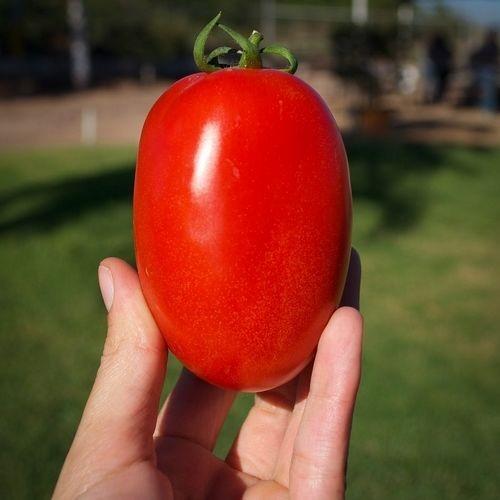 Seminte de rosii Hazera Galilea F1