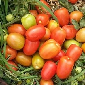 Seminte de rosii Hazera Galilea F1