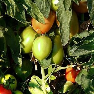 Seminte de rosii Hazera Galilea F1