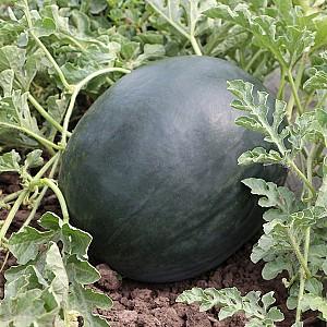 Seminte de pepene verde Kitano Seeds KS 160 F1