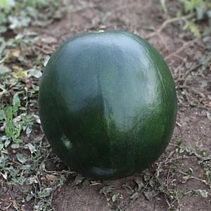 Seminte de pepene verde Kitano Seeds KS 160 F1
