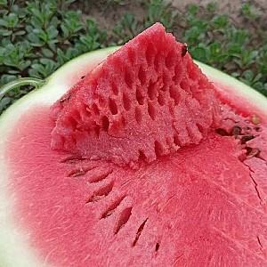 Seminte de pepene verde Kitano Seeds KS 160 F1