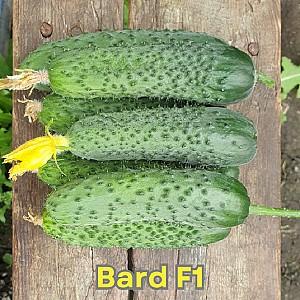 Seminte de castraveti Nongwoo Bio Bard F1