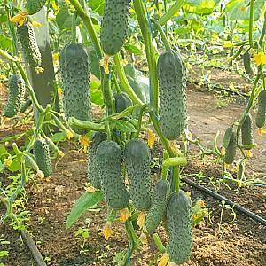 Seminte de castraveti Nongwoo Bio Bard F1