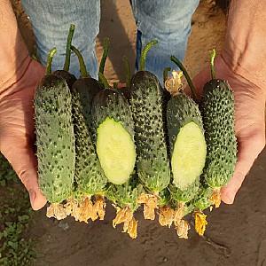 Seminte de castraveti Nongwoo Bio Bard F1