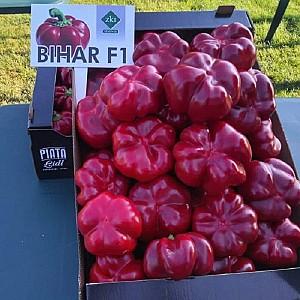 Seminte de ardei ZKI BIHAR F1