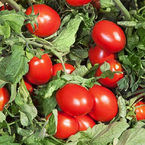 Seminte de rosii Kitano Seeds DERICA F1 (10000)