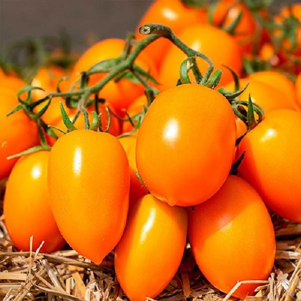 Seminte de rosii Kitano Seeds BENIGARA F1 (100)