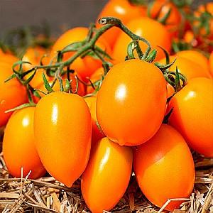 Seminte de rosii Kitano Seeds BENIGARA F1 (100)