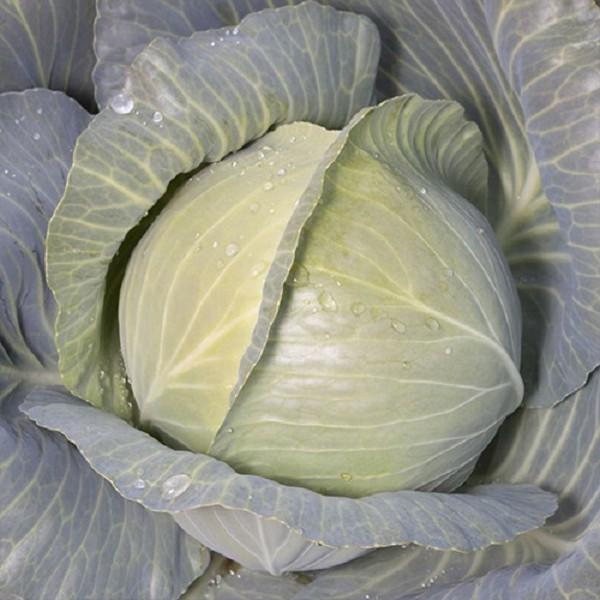 Seminte de varza alba Kitano Seeds KS 60 F1 Bunka F1