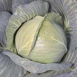 Seminte de varza alba Kitano Seeds KS 60 F1 Bunka F1