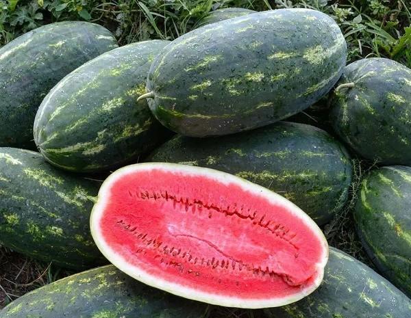 Seminte de pepene verde Clause Explorer F1