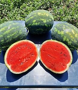 Seminte de pepene verde Hazera Sherkan F1