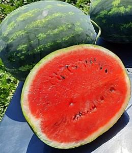 Seminte de pepene verde Hazera Sherkan F1