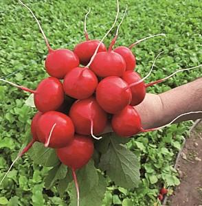 Seminte de ridichie Kitano Seeds KS 1297 F1