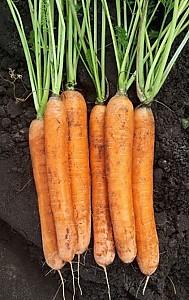 Seminte de morcov Clause Polydor F1