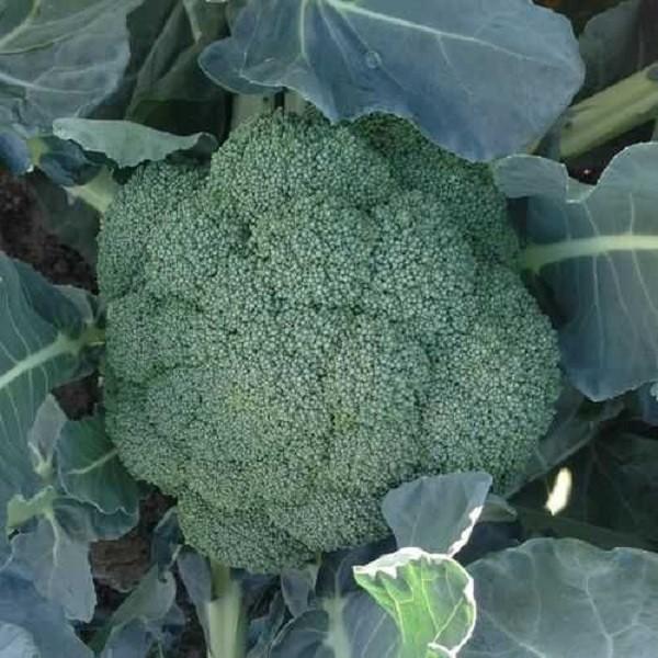 Seminte de broccoli Clause Principe F1