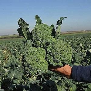 Seminte de broccoli Clause Principe F1