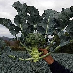 Seminte de broccoli Clause Principe F1