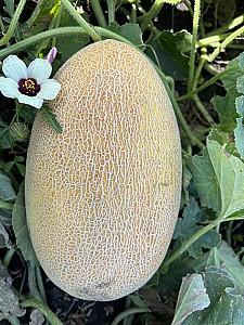 Seminte de pepene galben Clause Maradona F1