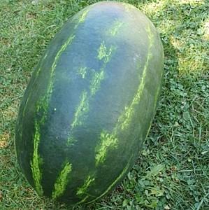 Seminte de pepene verde Clause Amina F1