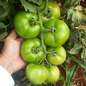 Seminte de rosii Clause Luigi F1