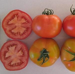 Seminte de rosii Clause Luigi F1