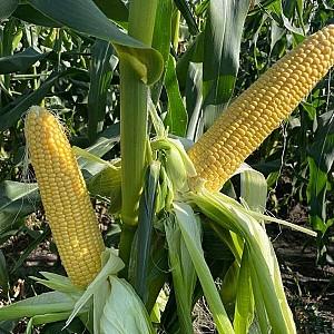 Seminte de porumb Clause Kamuk F1