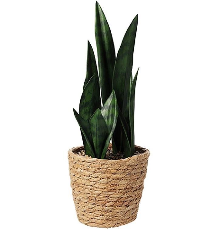 Flori artificiale H&S Sansevieria