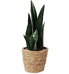 Flori artificiale H&S Sansevieria