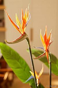 Flori artificiale Emerald Strelitzia (Pasarea Paradisului) 079066