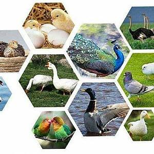 Incubator Demetra DM-36