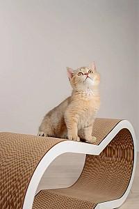 Ansamblu pentru pisici MurMarket Tiny Tiger L