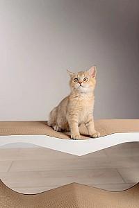 Ansamblu pentru pisici MurMarket Tiny Tiger XL