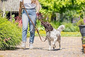 Ham pentru caini Beeztees BALACRON AX Brown 300x20